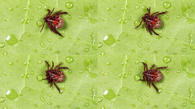 蜱寄生蛛网膜吸血载体的各种疾病。危险的叮咬虫螨，寄生虫