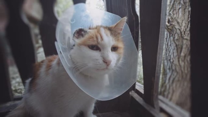生病的猫恢复，坐在阳台上。耳癌后截肢。鳞状细胞癌。