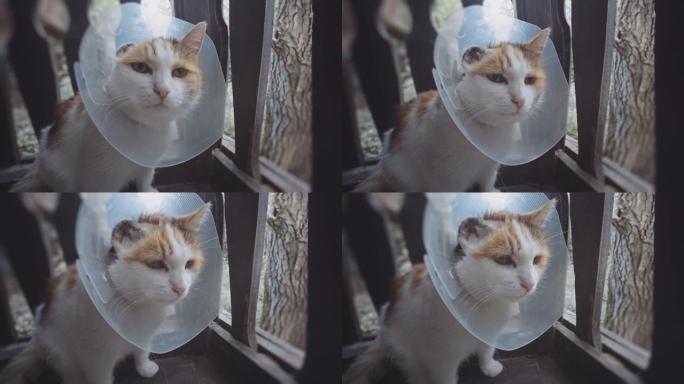 生病的猫恢复，坐在阳台上。耳癌后截肢。鳞状细胞癌。