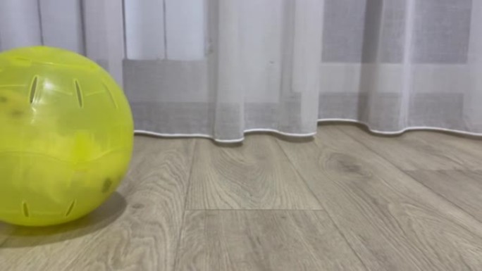 仓鼠在白色窗帘旁边的灰色地板上跑着黄色球