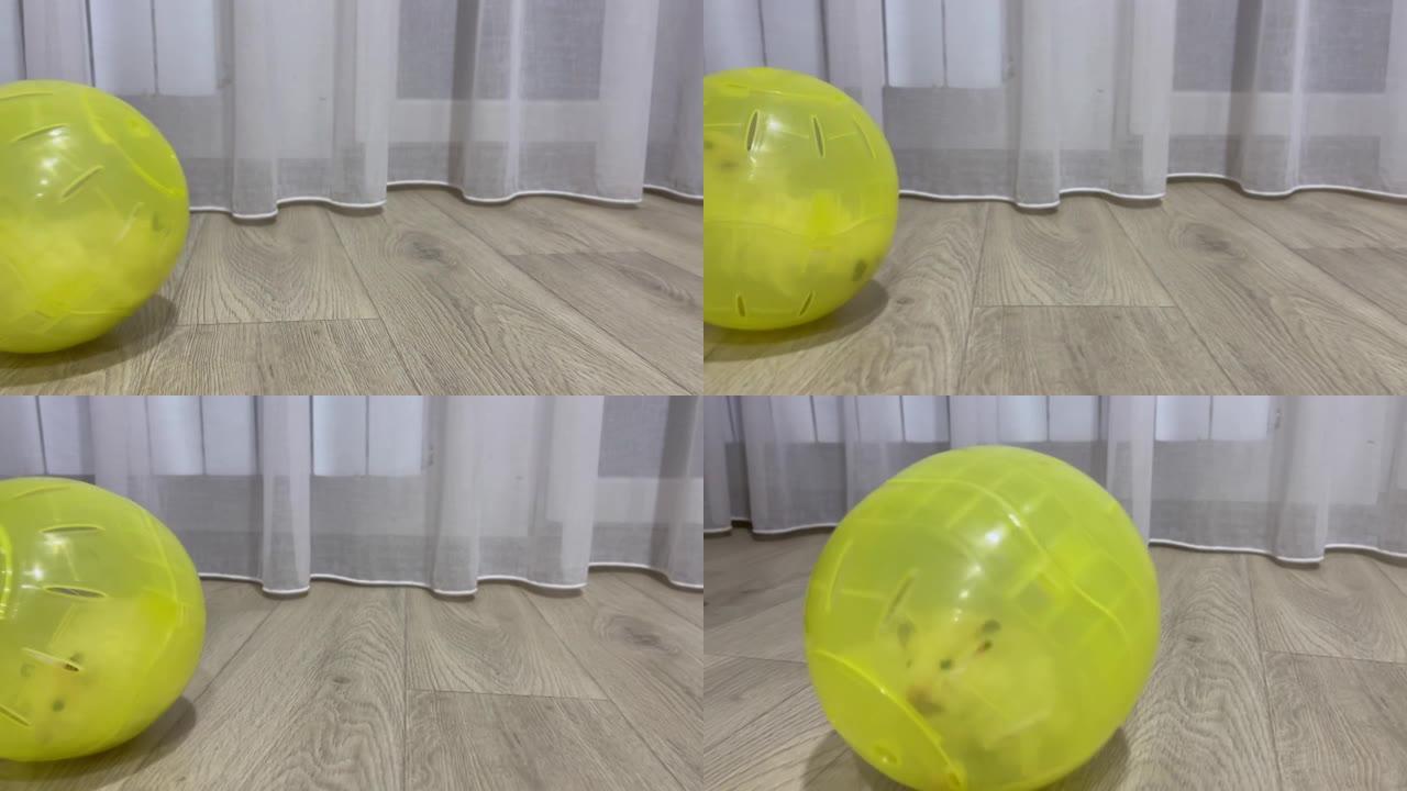 仓鼠在白色窗帘旁边的灰色地板上跑着黄色球