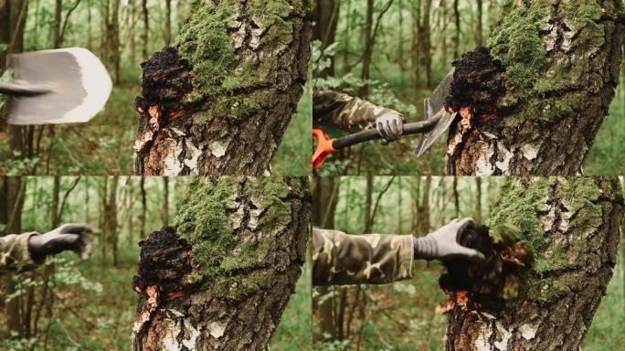 一名男子生存主义者的慢动作，用铲子收集夏季森林白桦树干上生长的chaga蘑菇。野生生食chaga寄生