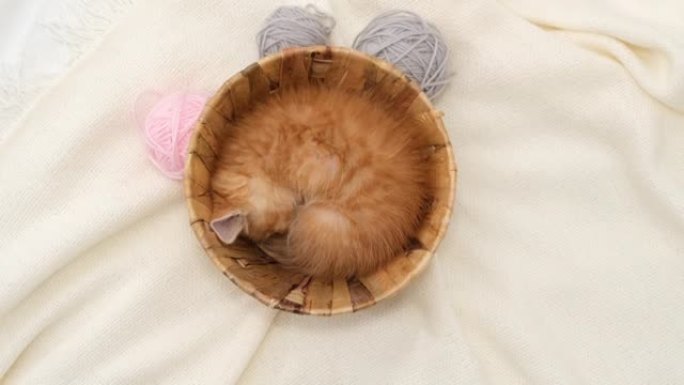 可爱的红色小猫猫睡在白色床上的篮子里，粉色和灰色的球串线