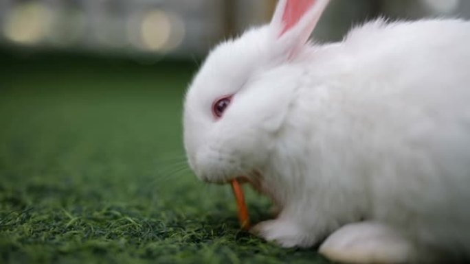 吃胡萝卜的白兔特写展示小白兔小兔子