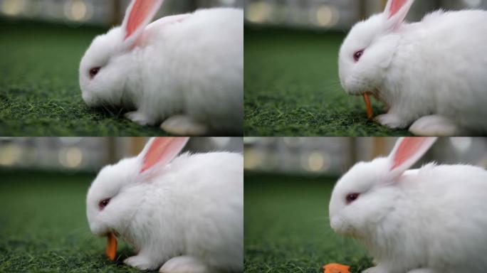 吃胡萝卜的白兔特写展示小白兔小兔子