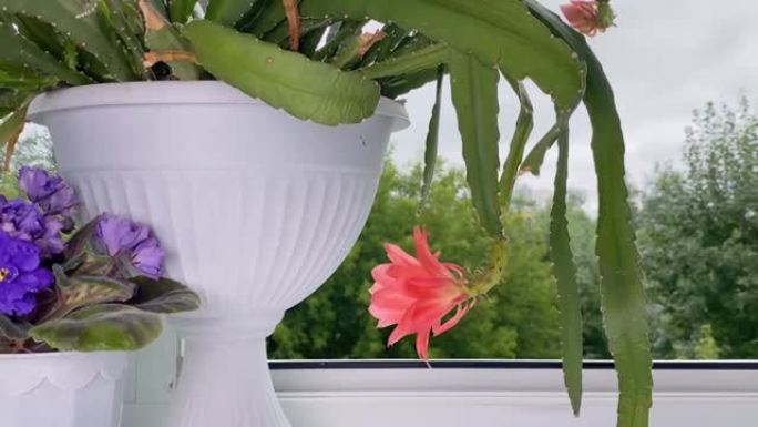 国内开花的植物名为仙人掌和堇菜花。房间窗台上的盆花。