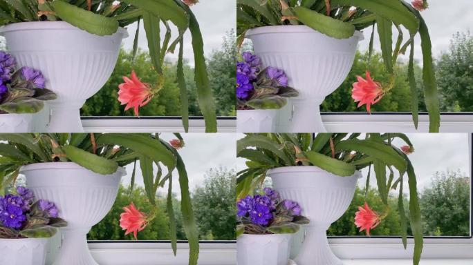 国内开花的植物名为仙人掌和堇菜花。房间窗台上的盆花。