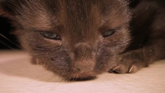 小动物小猫宠物害怕小猫在地板上哭泣