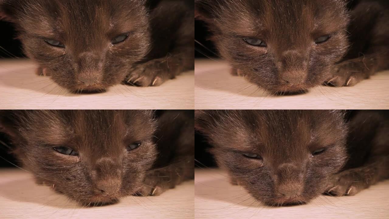 小动物小猫宠物害怕小猫在地板上哭泣