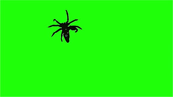 漫画风格的2d动画 -- 绿屏上的蜘蛛爬行