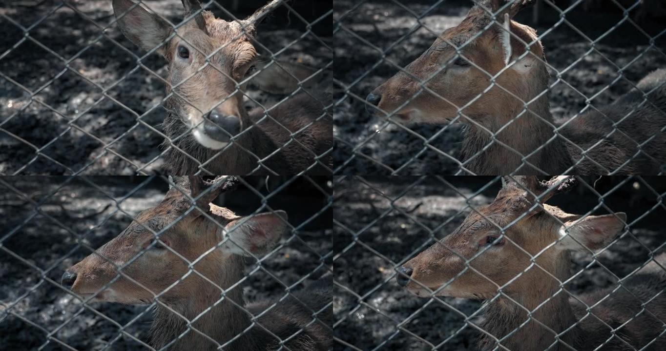 一只鹿在黑暗中被困在动物园笼子的栏杆后面。野生动物保护的概念