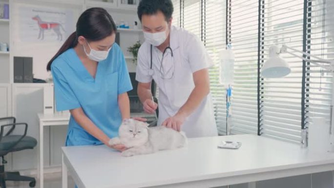 亚洲兽医团队男人和女人在兽医诊所检查猫。兽医医生站在检查台上，在宠物医院用注射器注射给戴着项圈的小动