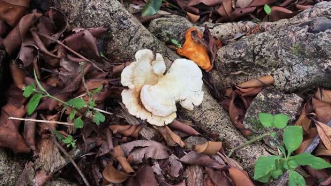 野生漏斗扇形coincap蘑菇。特写
