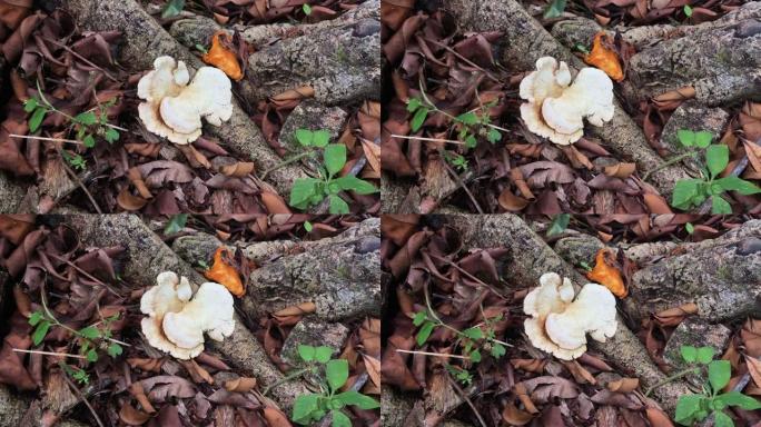 野生漏斗扇形coincap蘑菇。特写