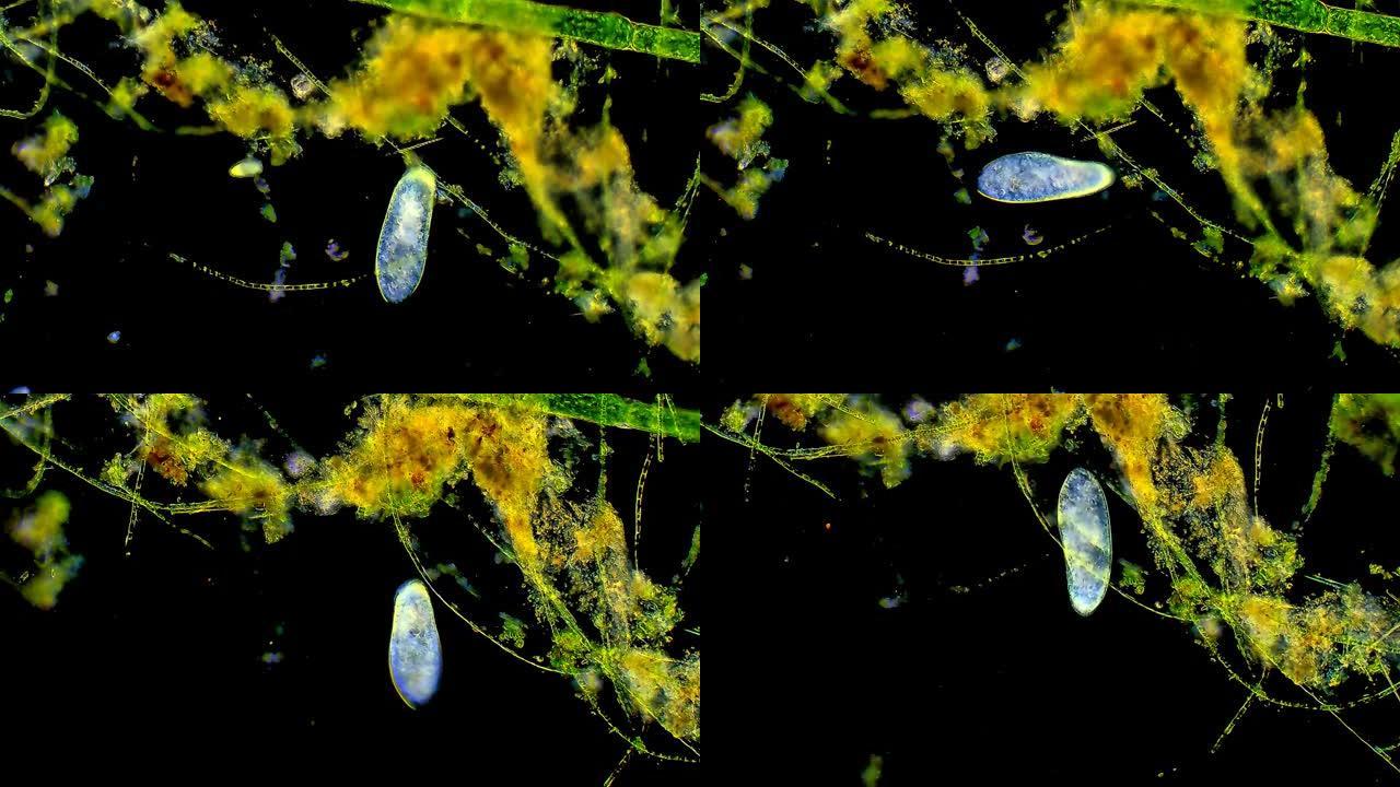 微生物-草履虫视觉创意视频素材微距实拍