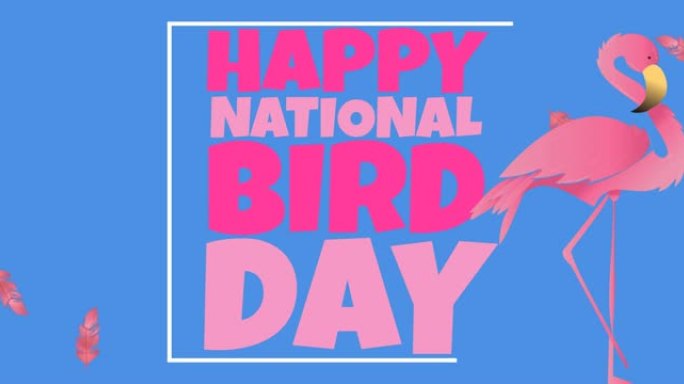 国家鸟类日的动画文本在粉红色，火烈鸟和下降的粉红色羽毛，在蓝色