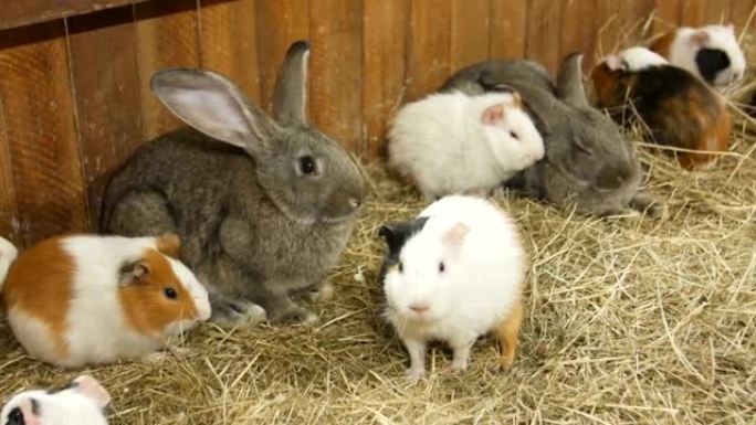 兔子品种公羊，大灰兔，老兔