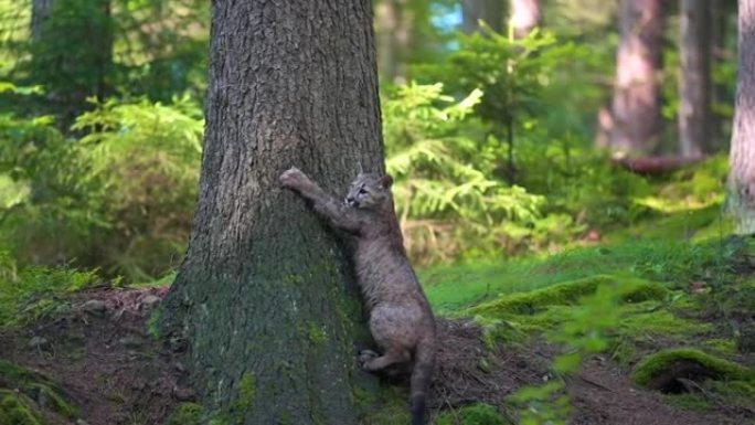 早晨日出时，年轻的美洲狮 (Puma concolor) 美丽而危险地在北美森林的岩石之间穿过树林。