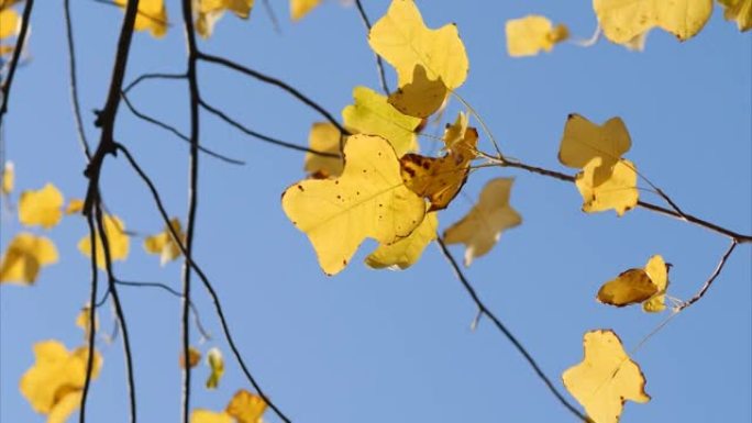 五颜六色的秋叶在树上，蓝天背景在风中，鹅掌郁金香树，叶子看起来像布或鹅脚，4k实时镜头，放大效果。