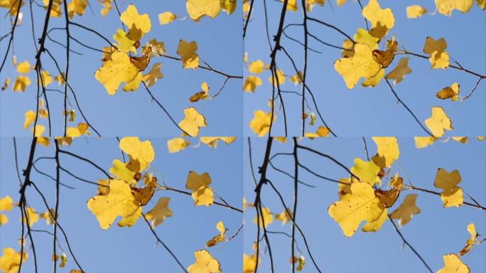 五颜六色的秋叶在树上，蓝天背景在风中，鹅掌郁金香树，叶子看起来像布或鹅脚，4k实时镜头，放大效果。