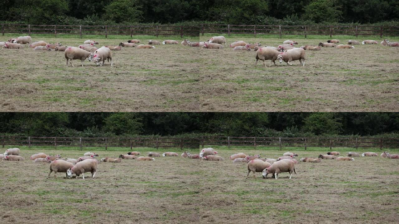 羊头在慢动作中与另一只绵羊搏斗