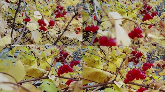 树上的秋天罗文黄叶秋叶秋季