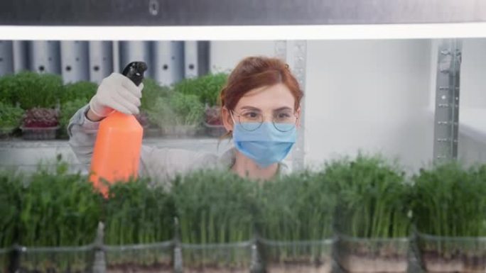 有机企业，戴着医用口罩眼镜和手套的年轻女子用喷洒在容器中种植的农场植物的喷雾瓶中的水喷洒货架背景