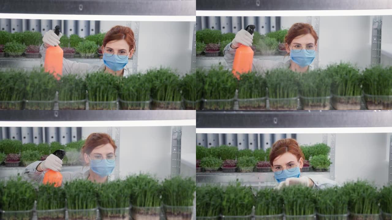 有机企业，戴着医用口罩眼镜和手套的年轻女子用喷洒在容器中种植的农场植物的喷雾瓶中的水喷洒货架背景