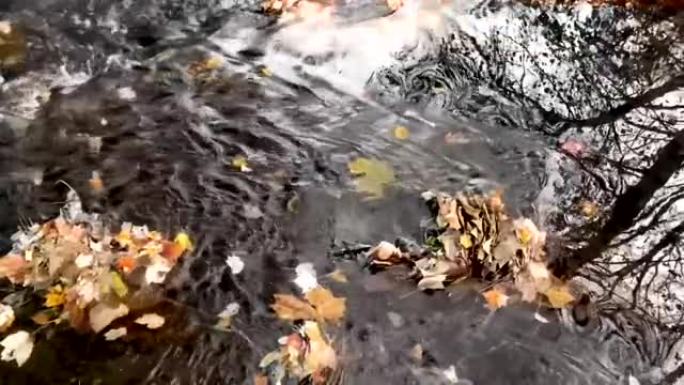 五颜六色的秋叶从阴暗的溪流中被反射的树卷走