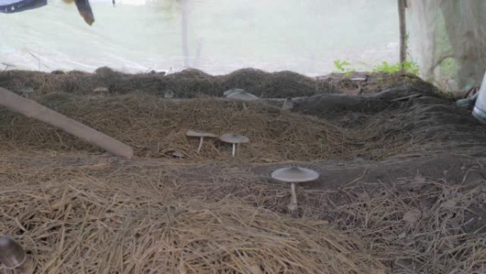 在篷布下的稻草上生长的蘑菇