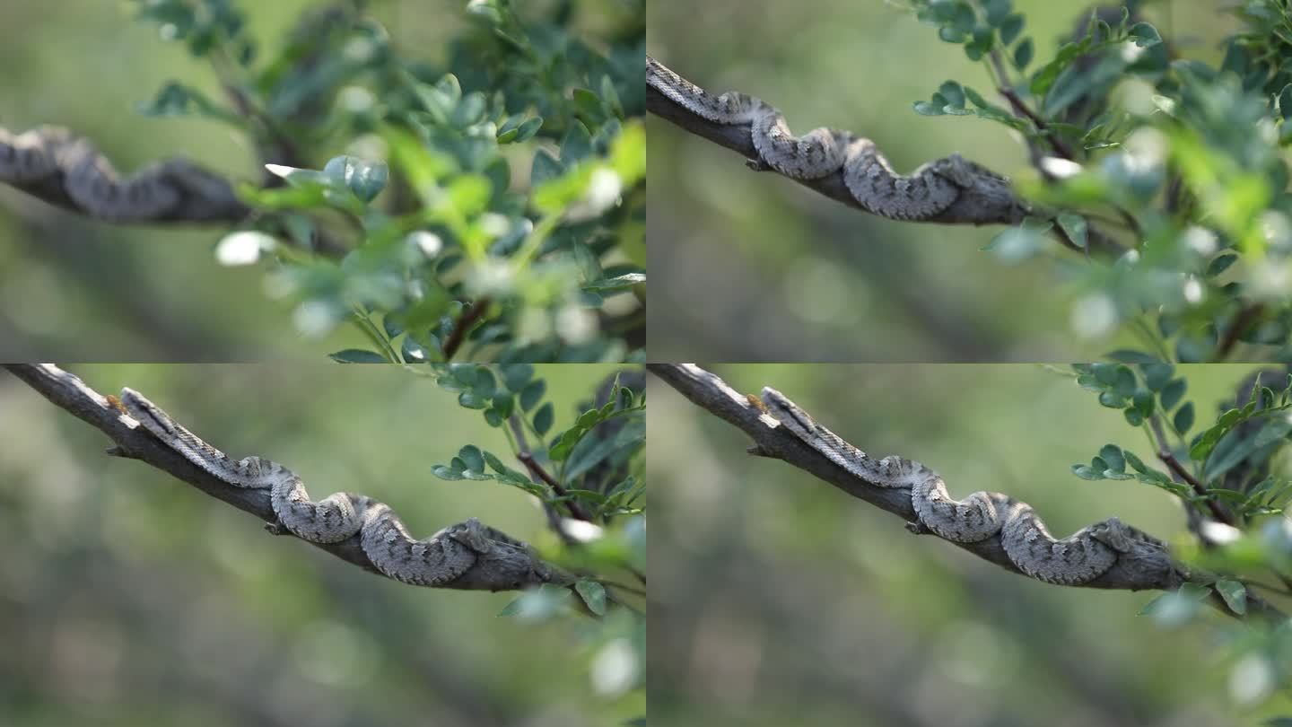 h蝮蛇藏于树枝中