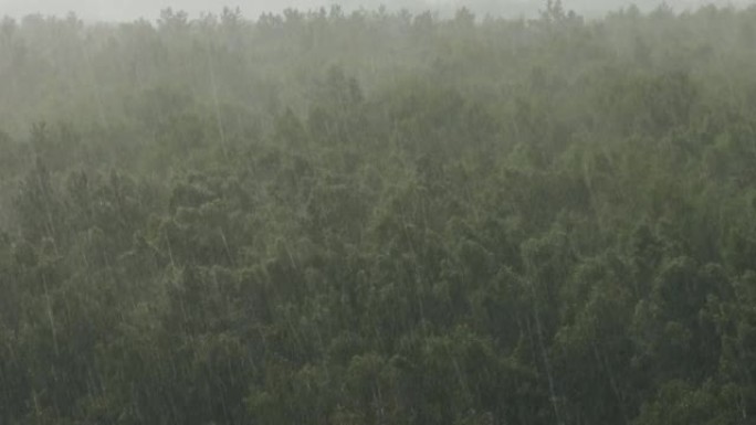 夏季白桦林倾盆大雨