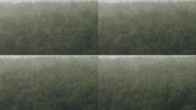 夏季白桦林倾盆大雨