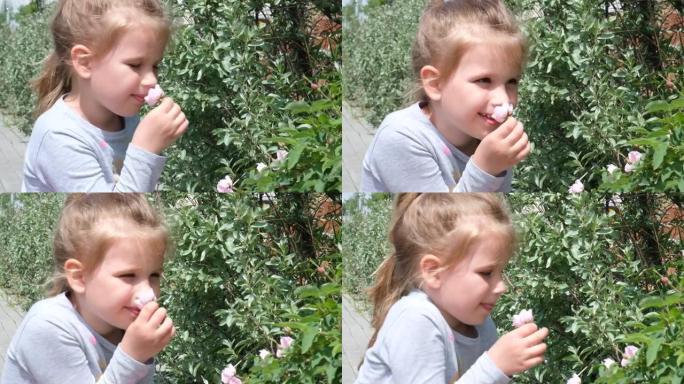 集中的小女孩闻到野玫瑰的夏花。在户外享受大自然。