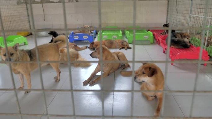 流浪狗躺在避难所的地板上，忍受着饥饿的悲惨生活，无家可归。动物庇护所概念