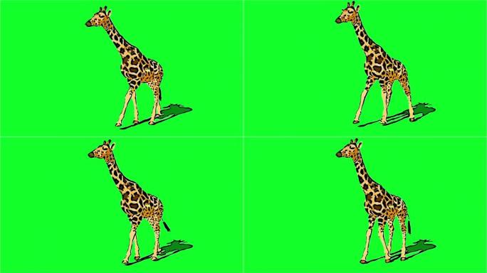 漫画风格的2d动画 -- 长颈鹿行走