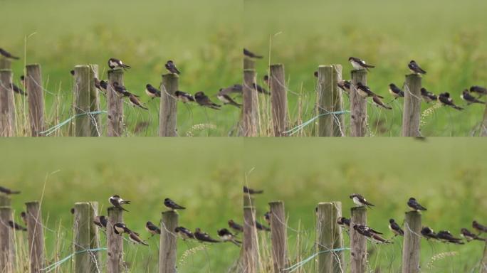 谷仓燕子 (Hirundo rustica) 房子马丁 (delicon urbicum) 沙子马丁