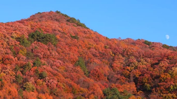白天在风和月亮中摇曳的山上的秋树
