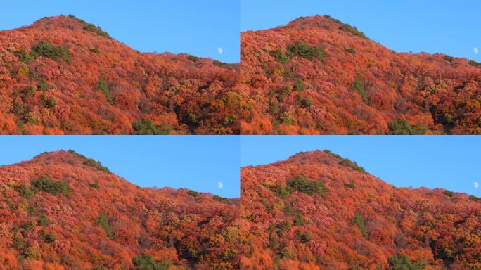 白天在风和月亮中摇曳的山上的秋树