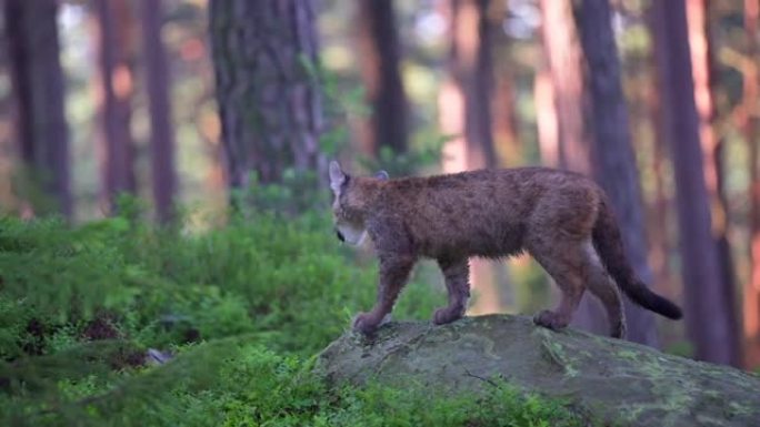 早晨日出时，年轻的美洲狮 (Puma concolor) 在北美森林中雄伟地行走。慢动作。