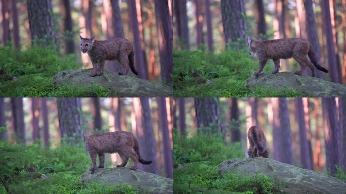 早晨日出时，年轻的美洲狮 (Puma concolor) 在北美森林中雄伟地行走。慢动作。