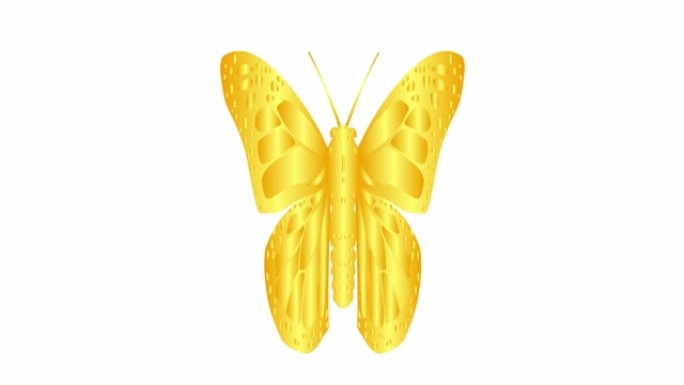 动画金色蝴蝶襟翼。循环视频。孤立在白色背景上的平面矢量插图。