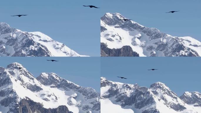 黑乌鸦在白雪覆盖的山脉深渊上方的蓝天中飞翔83p