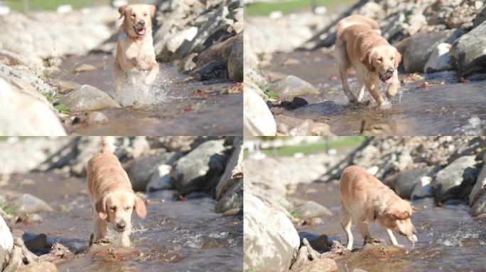 快乐的金毛猎犬，带项圈的狗在大自然中玩耍，在水中奔跑，跳跃，伸出舌头和喘气，同时好奇和寻找