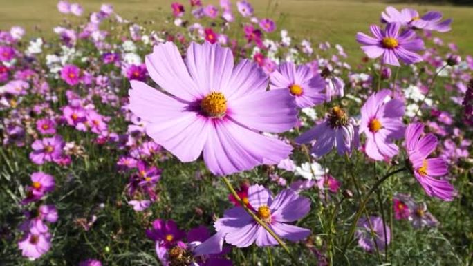 上海滨江森林公园刮风晴天美丽的Cosmos bipinnata (coreopsis) 花田，4k慢