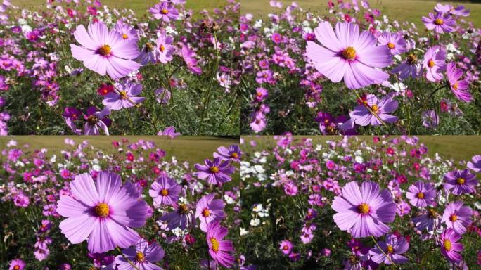 上海滨江森林公园刮风晴天美丽的Cosmos bipinnata (coreopsis) 花田，4k慢