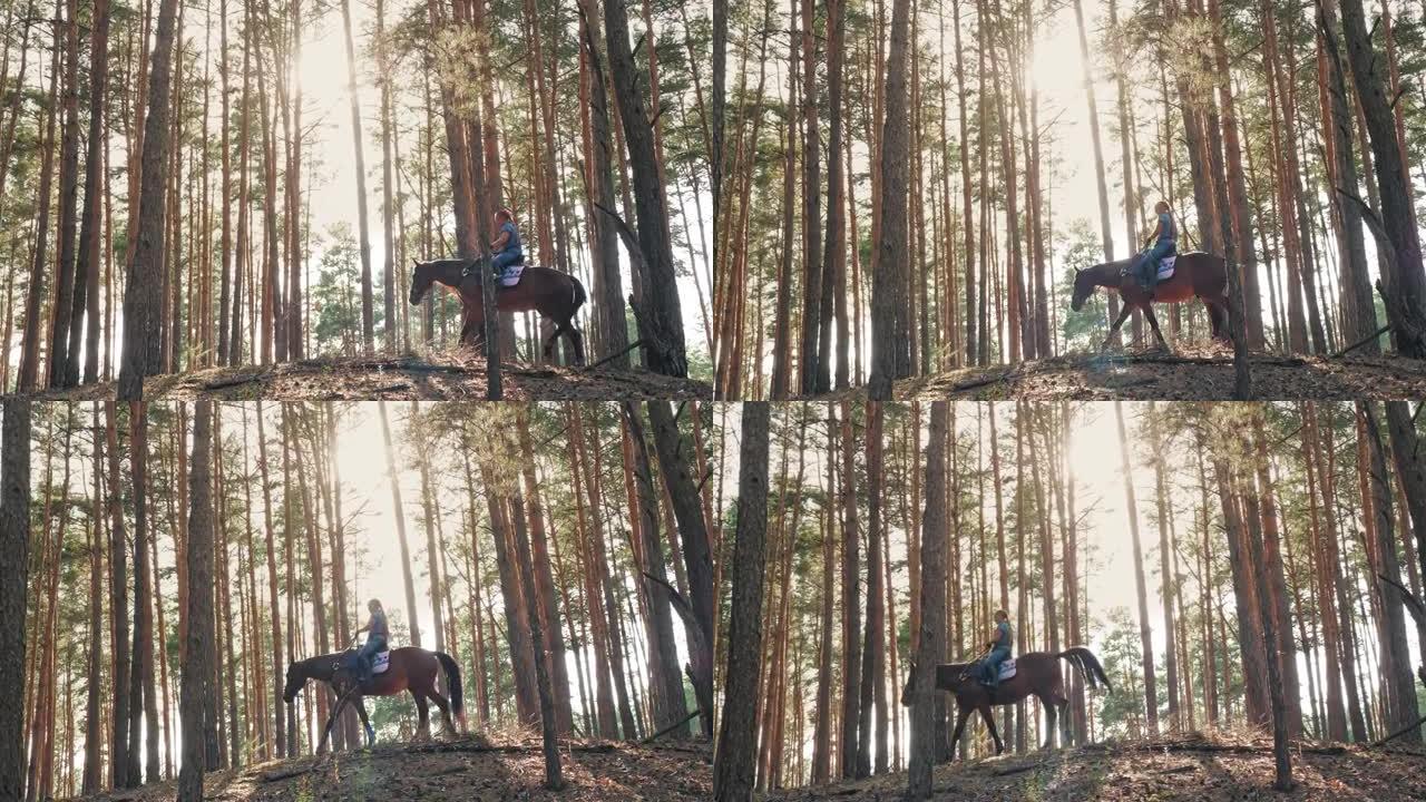 骑马。平等。年轻的女人，骑马者在森林里骑着棕色的马，在夏天阳光明媚的日子里