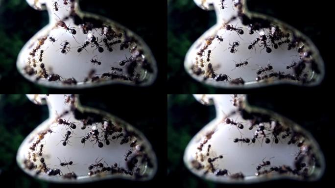 蚁群的收割蚂蚁在丙烯酸蚂蚁农场。蚁巢有蚁主，蚁工，蚁卵，蚁兵和蚁后。高清视频。特写镜头。玉米食品。宏