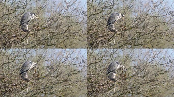 在英格兰东南部4k 60 fps的自然保护区，野生灰鹭与小鸡筑巢