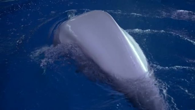 白鲸吹洞慢动作潜水关闭